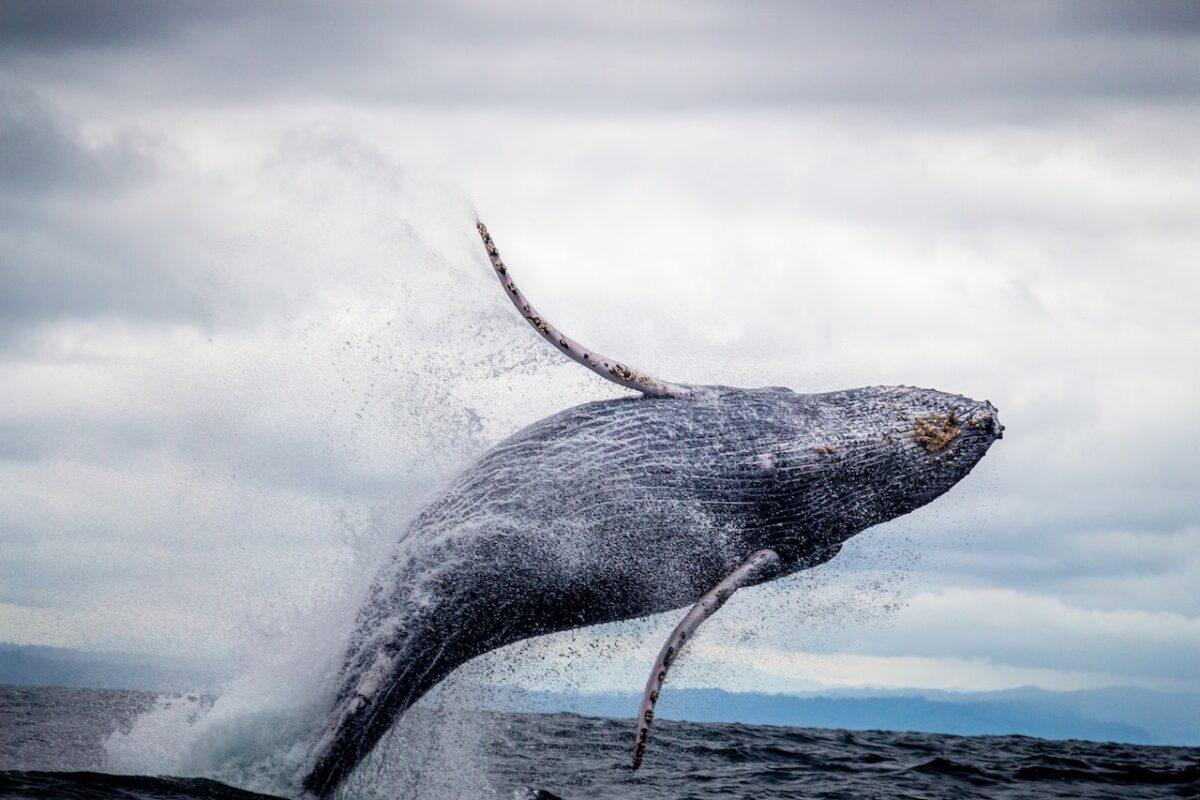 Humpback Whale Diving