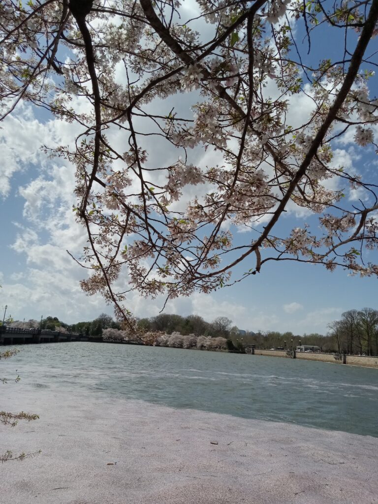 Cherry Blossoms in DC