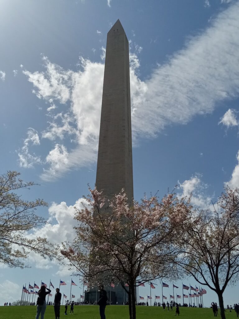 Cherry Blossom Trees at the Washington Monument