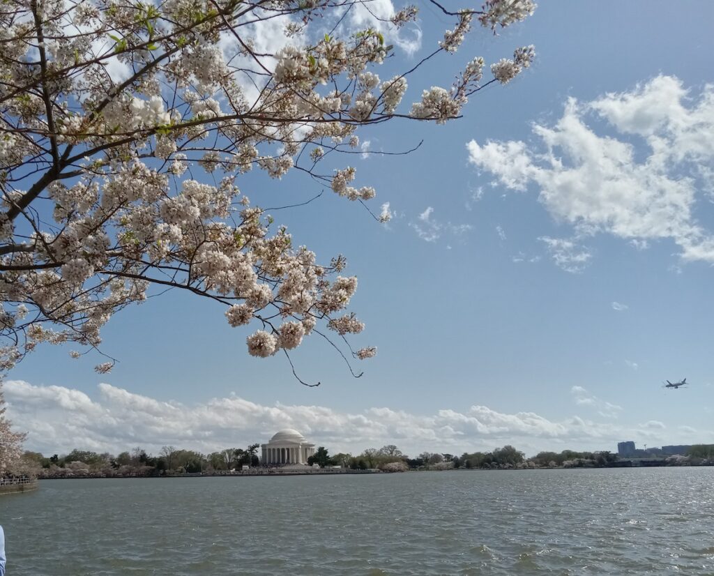 Washington DC Cherry Blossoms 