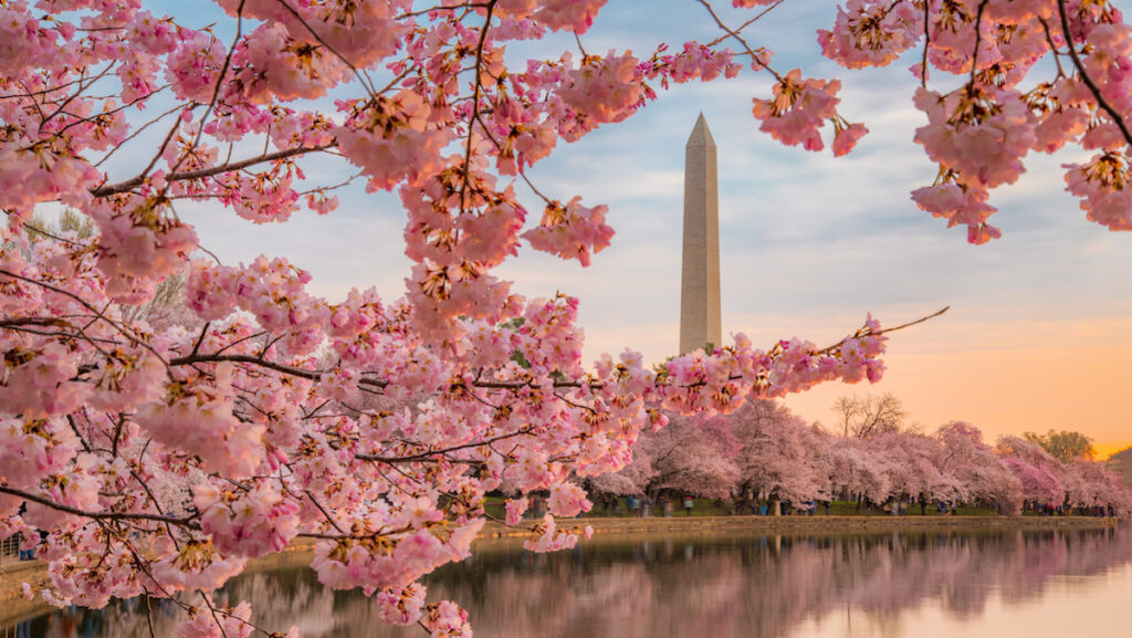 Washington DC Cherry Blossom Trees
